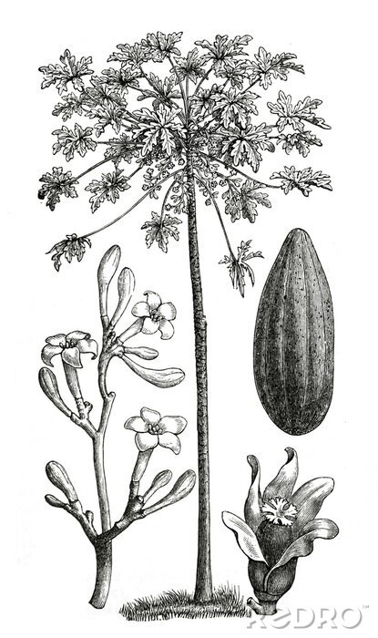 Poster  Illustration d'un arbre à papaye issue d'un atlas naturel