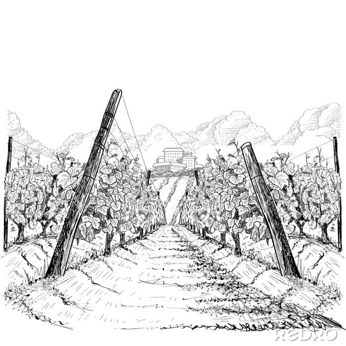 Poster  Illustration d'un vignoble en Toscane