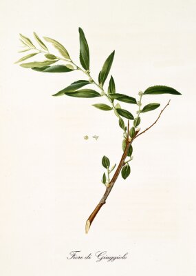 Poster  Illustration d'une branche de jujube agrandie