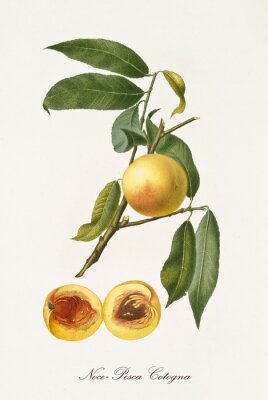 Illustration d'une branche de nectarine et d'un fruit coupé en deux