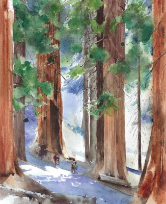 Poster  Illustration d'une forêt de séquoias dans un style aquarelle
