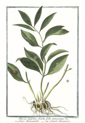 Poster  Illustration d'une plante à fleurs violettes issue d'un atlas