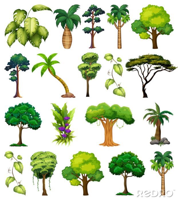 Poster  Illustration de différentes espèces d'arbres pour enfants