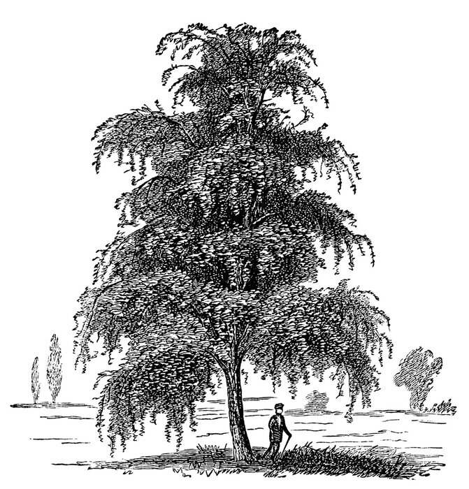 Poster  Illustration de feuilles de différentes plantes