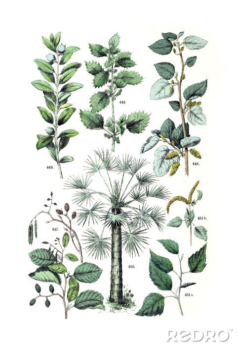 Poster  Illustration de la plante