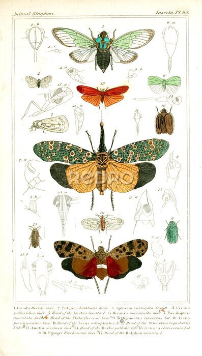 Poster  Illustration de papillons vintage