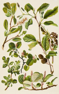 Poster  Illustration de plantes vintage de différentes espèces