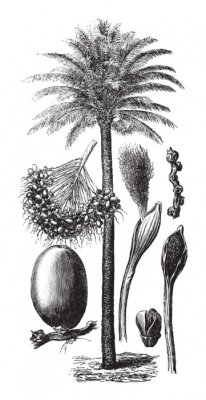 Poster  Illustration en noir et blanc d'un palmier issue d'un atlas