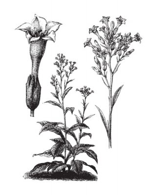 Poster  Illustration en noir et blanc de fleurs de tabac avec des tiges