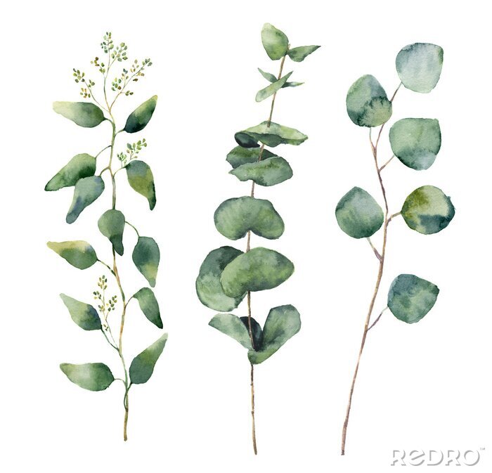 Poster  Illustration florale isolé sur fond blanc.