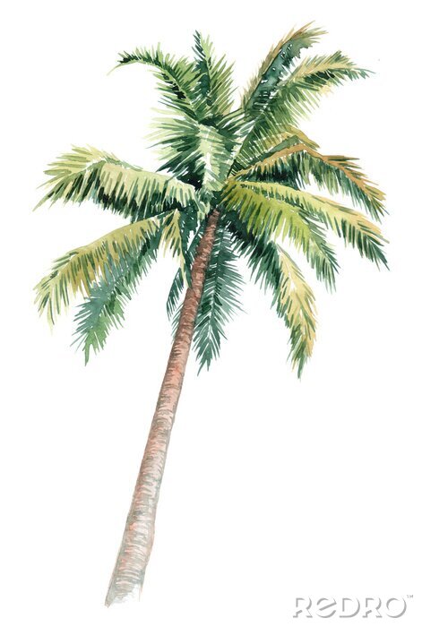 Poster  Illustration isolée de palmier tordu