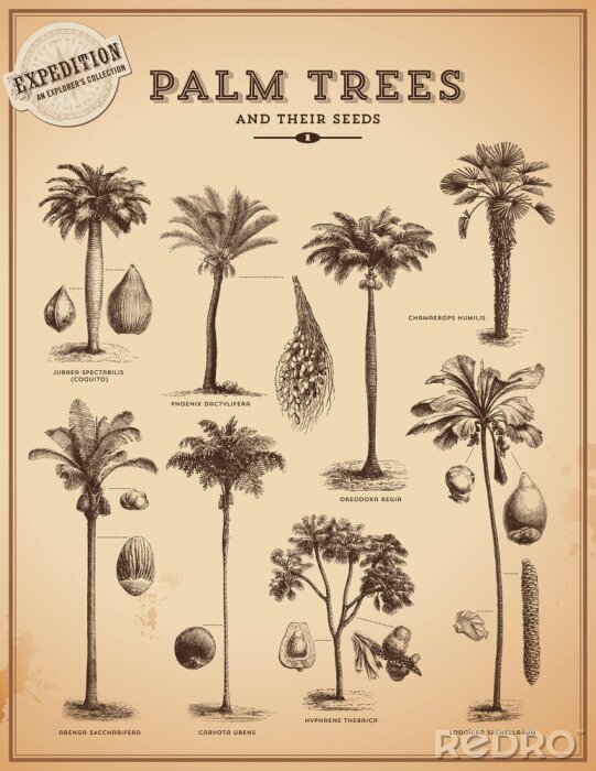 Poster  Illustration rétro avec différentes espèces de palmiers