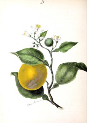 Poster  Illustration rétro d'une branche d'agrumes