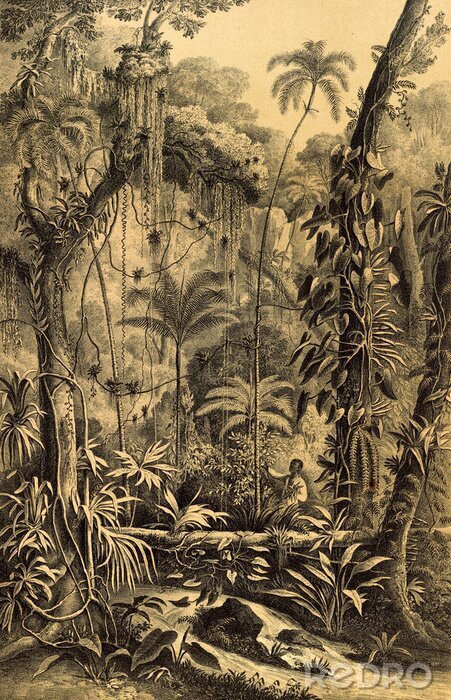 Poster  Illustration rétro de la jungle
