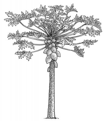 Poster  Illustration simple en noir et blanc d'un arbre de papaye