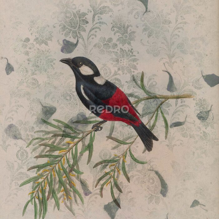Poster  Illustration vintage avec un oiseau