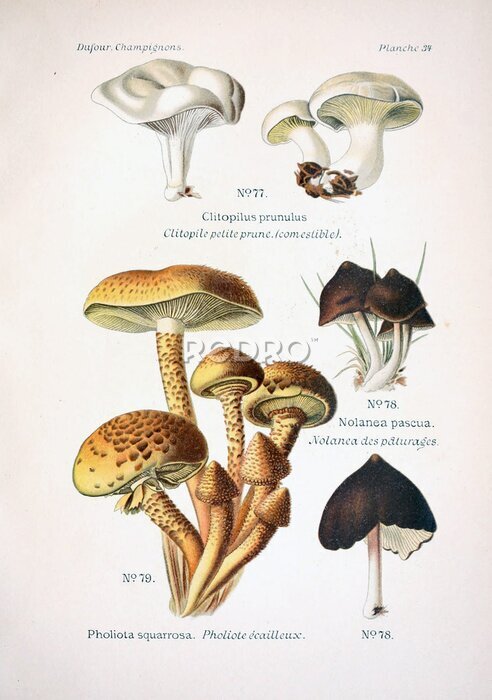 Poster  Illustration vintage de champignons