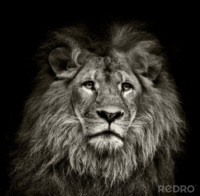 Poster  Image de lion en noir et blanc