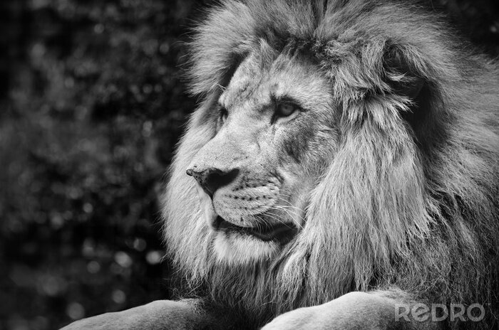 Poster  Image monochrome d'un lion assis