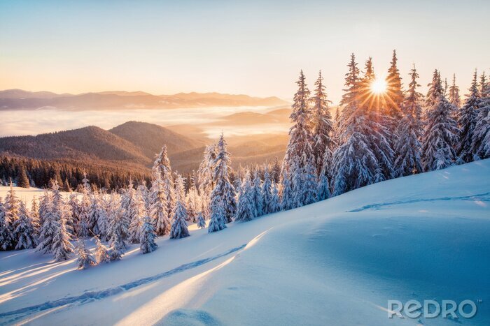 Poster  Impressive winter morning in Carpathian mountains with snow covered fir trees. Colorful outdoor scene, Happy New Year celebration concept. Artistic style post processed photo.