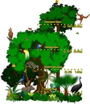 Poster  Informations sur la jungle