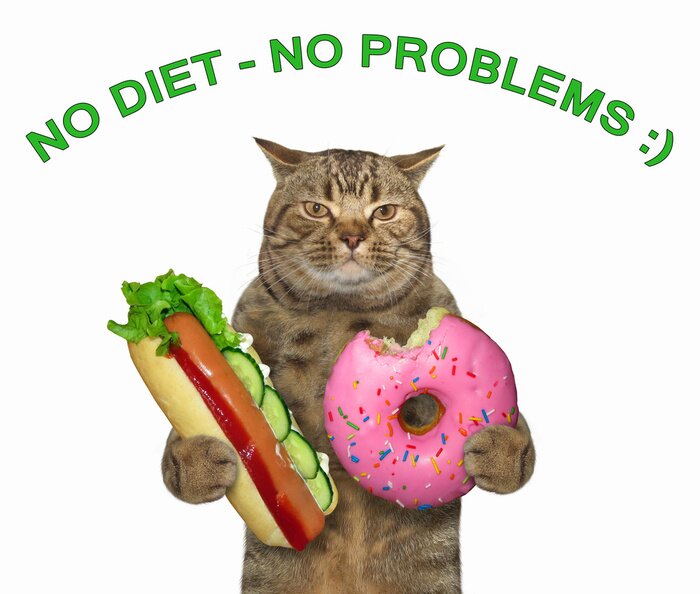 Poster  Inscription typographique avec un chat