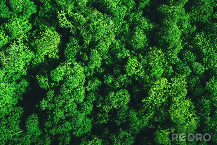 Poster  Jardin vertical vert