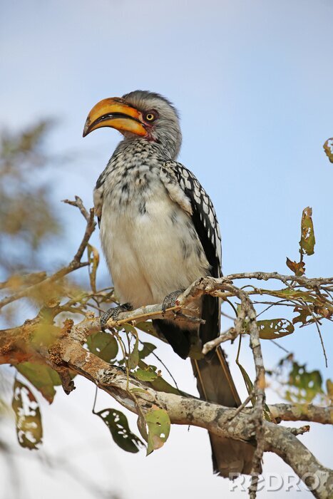 Poster  Jaune hornbill facturé. Sauvage, animal, Kruger, national, Parc, sud, afrique.