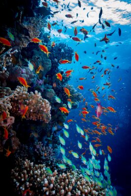 Jeu de couleurs du récif corallien dans la mer