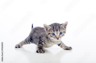 Poster  Jeune chaton sur fond blanc