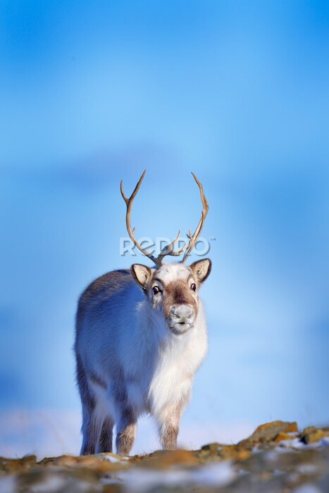 Poster  Jeune renne au milieu de la faune