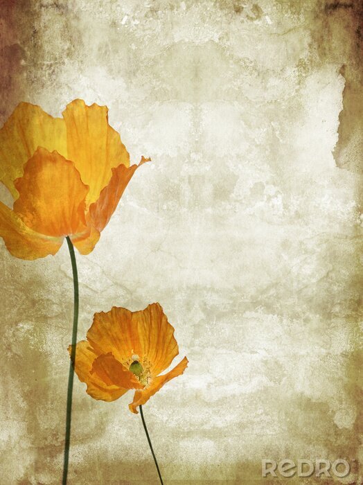 Poster  Jolie, orange, coquelicots grungy fond