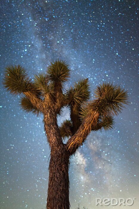 Poster  Joshua Tree Milky Way Night
