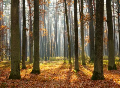 Journée d'automne dans la forêt