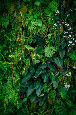 Poster  Jungle et feuilles tropicales