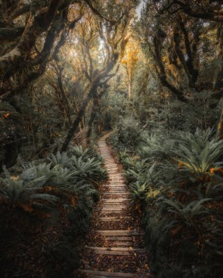 Poster  Jungle path in NZ