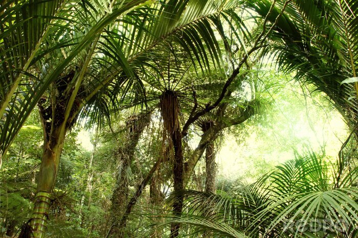 Poster  Jungle tropicale dense aux couleurs vertes