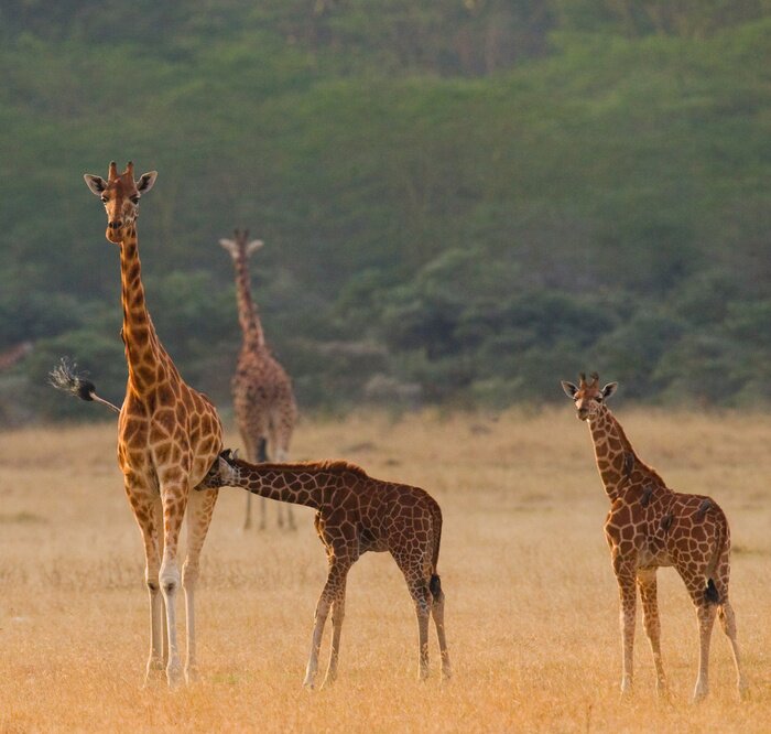 Poster  Kenya. Tanzanie. Afrique de l'Est. Une excellente illustration.