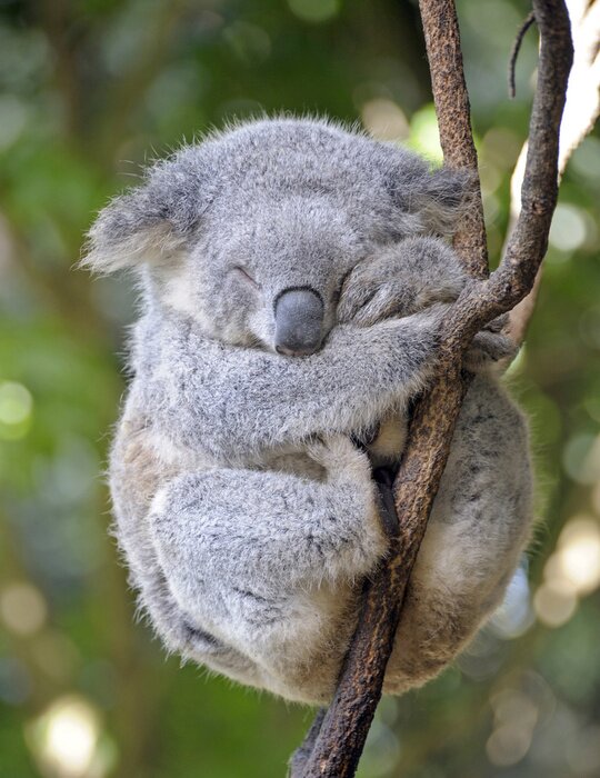 Poster  Koala endormi dans un arbre.