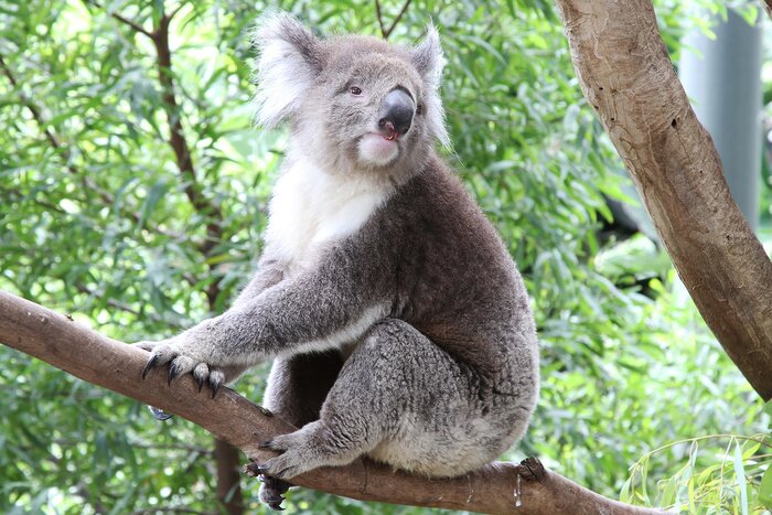 Poster  Koala ours sauvage en Australie