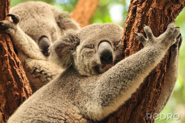 Poster  Koalas endormis dans les arbres en Australie