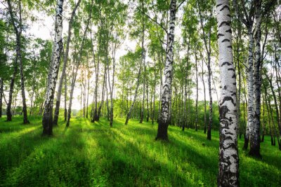 L'été dans la forêt de bouleaux ensoleillée