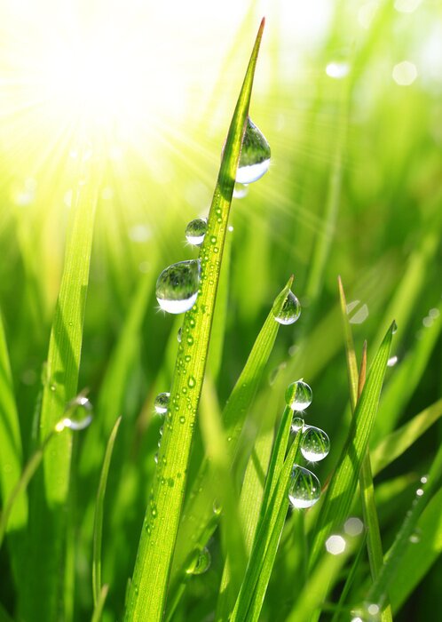 Poster  L'herbe fraîche avec des gouttes de rosée de près