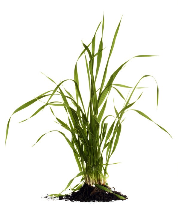 Poster  L'herbe verte avec des racines sur fond blanc