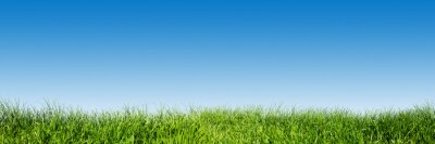 Poster  L'herbe verte sur fond de ciel bleu clair, le thème de la nature au printemps. Panorama