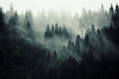 L'obscurité dans la forêt