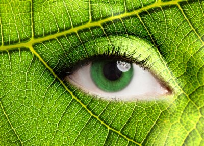 Poster  L'oeil de la nature en vert