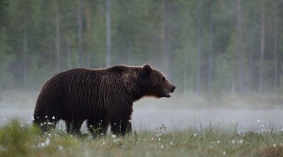 L'ours brun dans la tourbière brumeuse