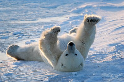 Poster  L'ours polaire se réveille et s'étend à Churchill, au Manitoba, au Canada