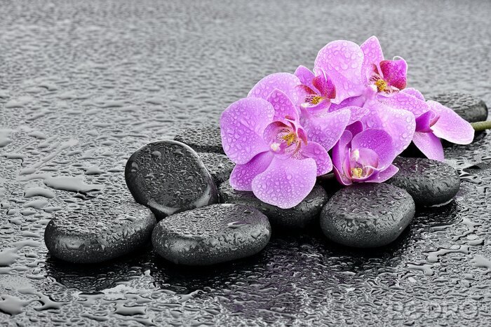 Poster  La bazaltowych de Storczyki na